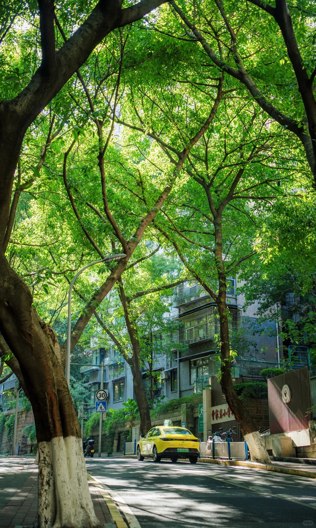黄桷树下的山城，是记忆中的悠悠长夏