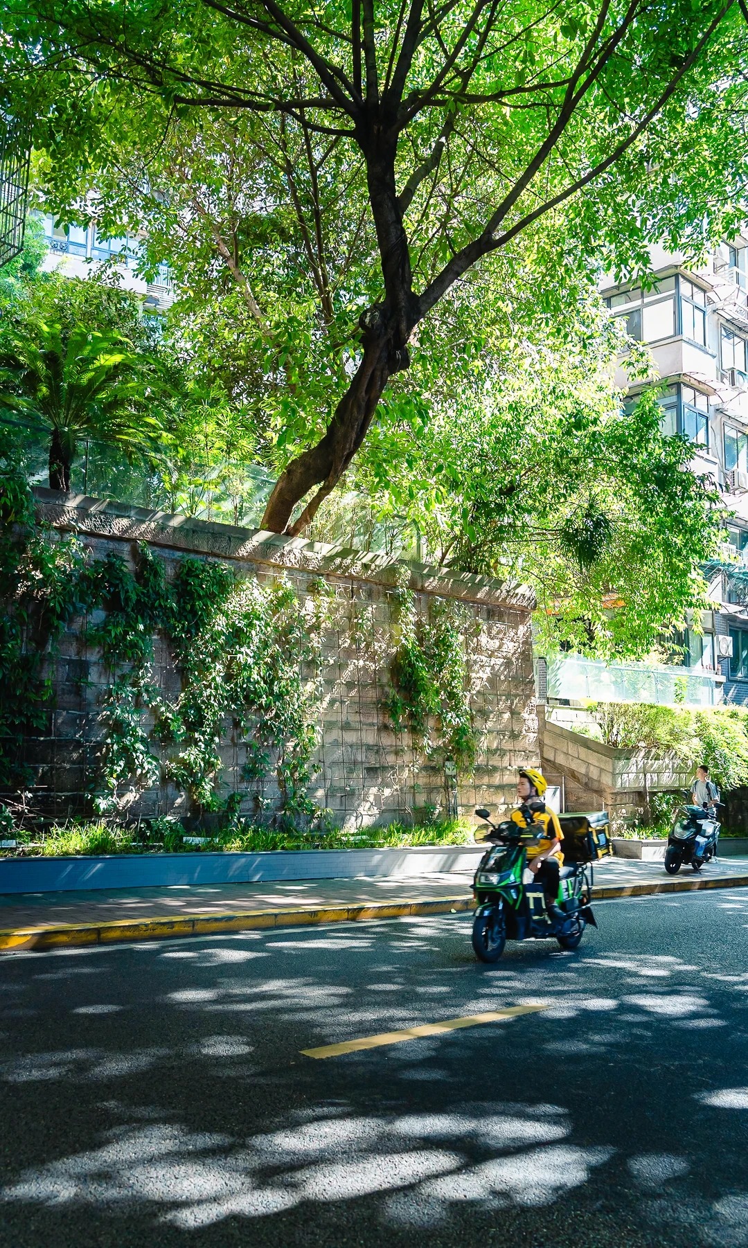 黄桷树下的山城，是记忆中的悠悠长夏